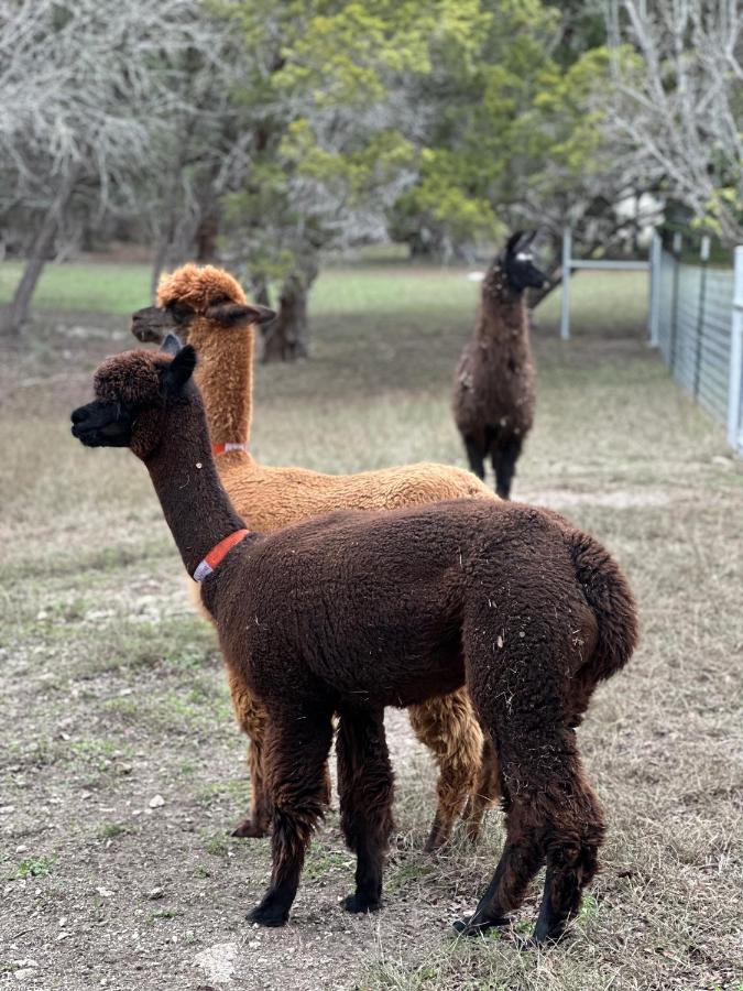 Relaxing Alpaca Ranch Mins From Downtown Wimberley Villa Exterior foto